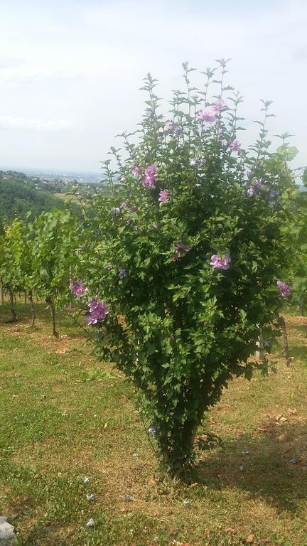 Vineyard Villa Maisonette Apartment With Balcony Varazdin Breg Esterno foto